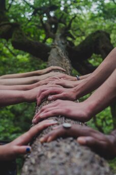 multiple hands on a log. nature psychotherapy view